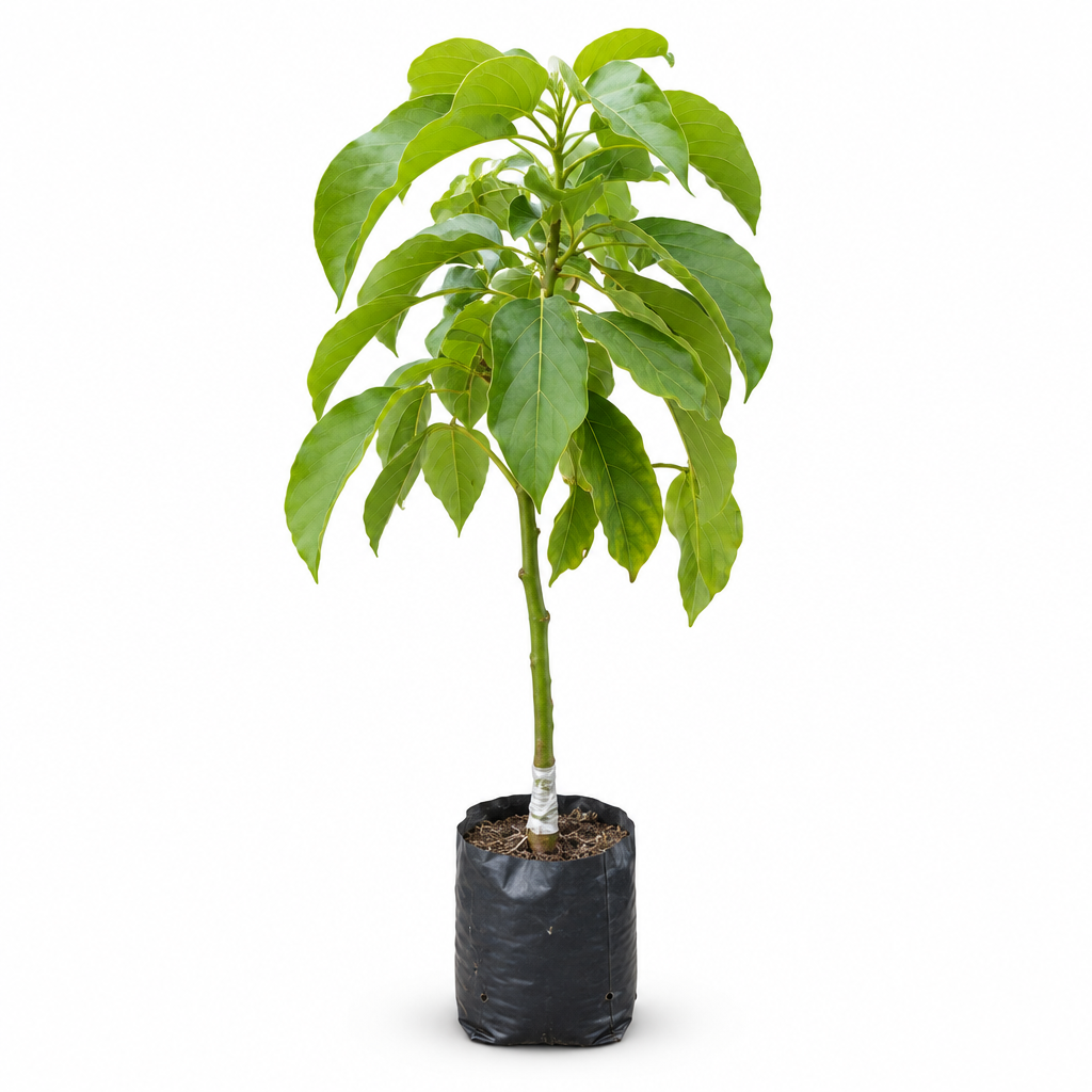 Professional Avocado fruit plant product image