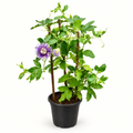 Professional Krishna Kamal product image