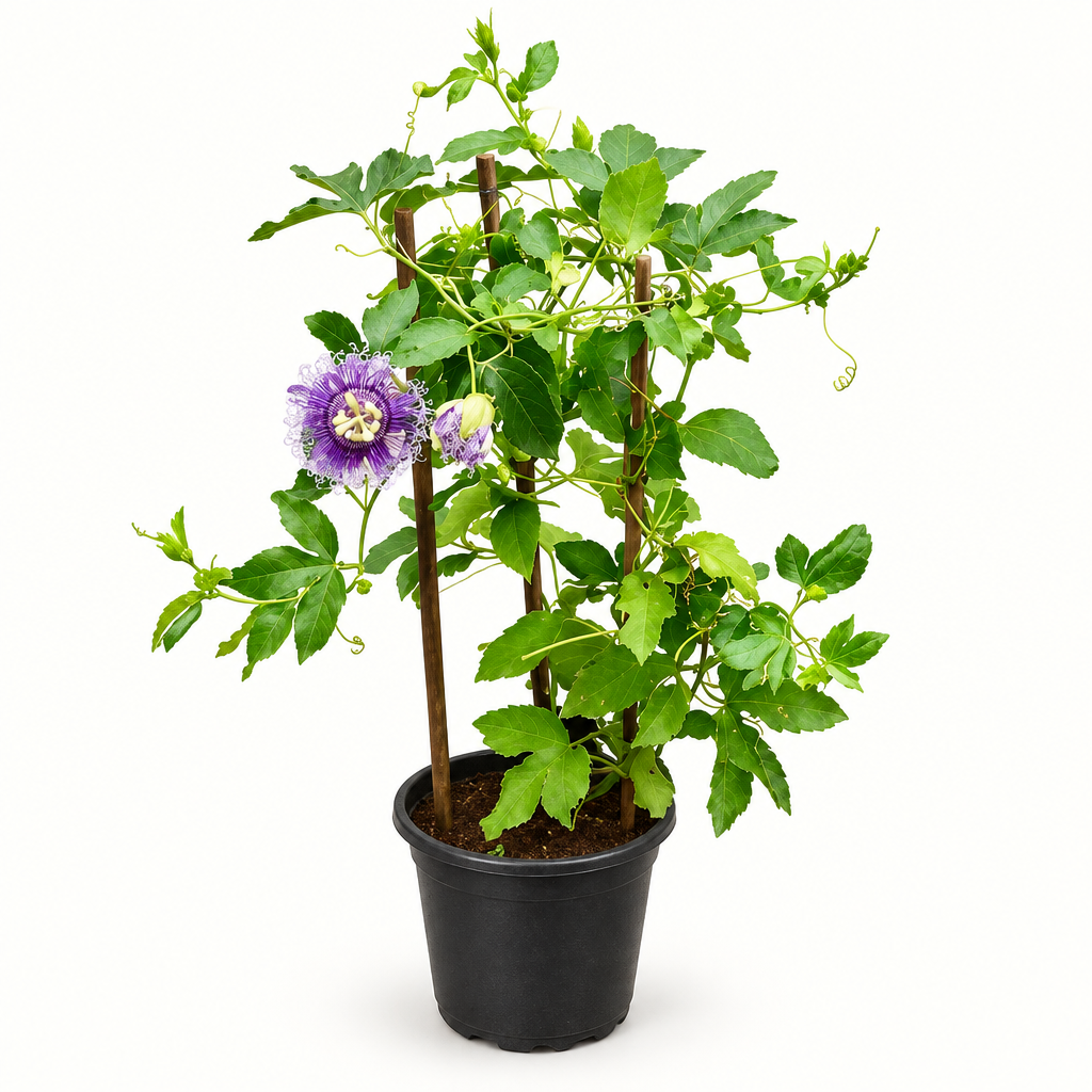 Professional Krishna Kamal product image