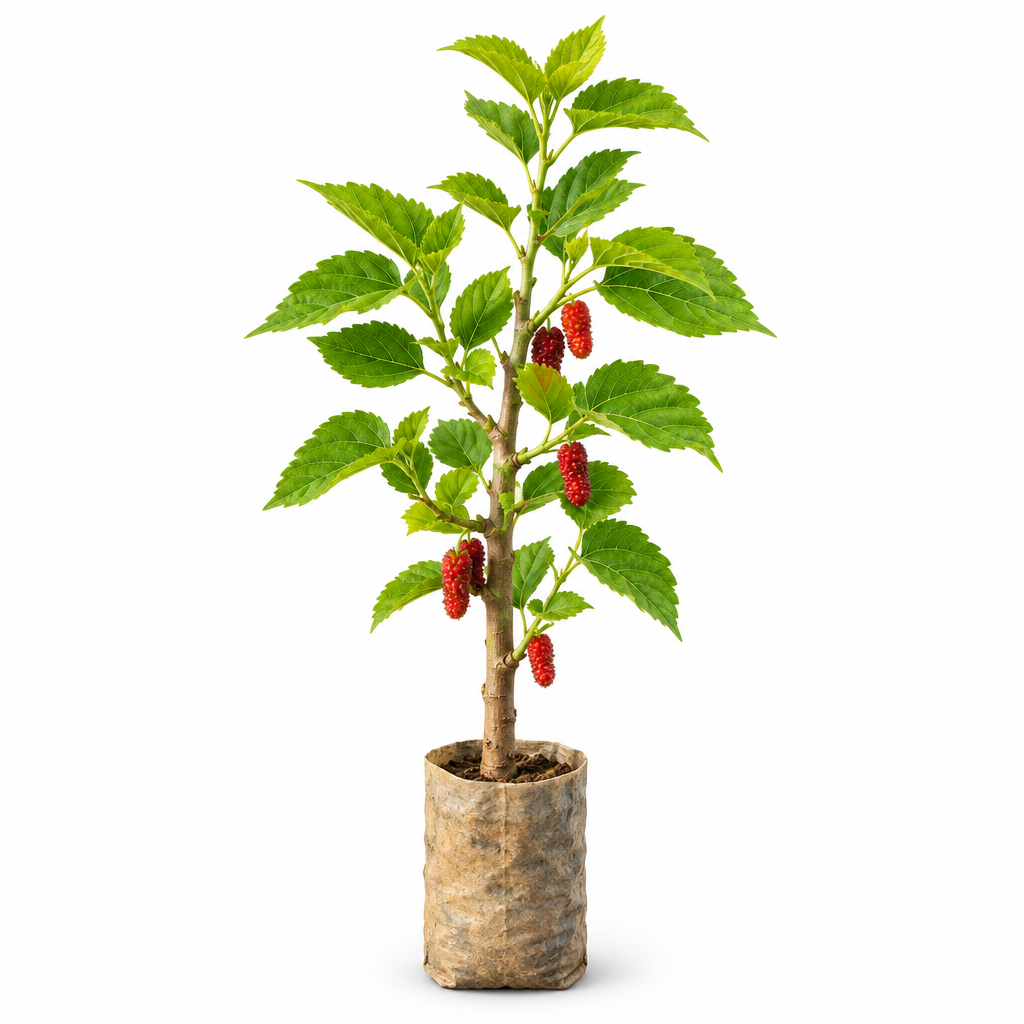Professional Mulberry fruit plant product image