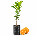 Professional Nagpur Orange plant product image