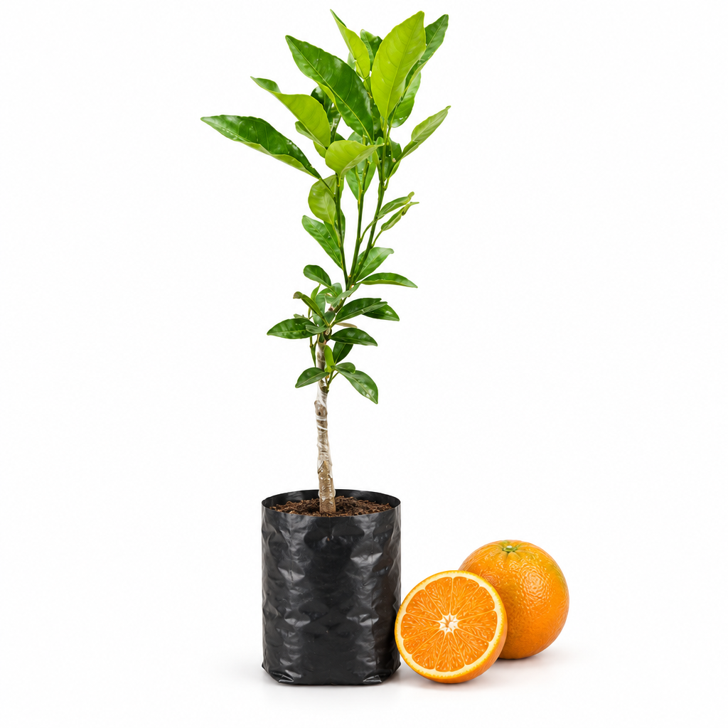 Professional Nagpur Orange plant product image