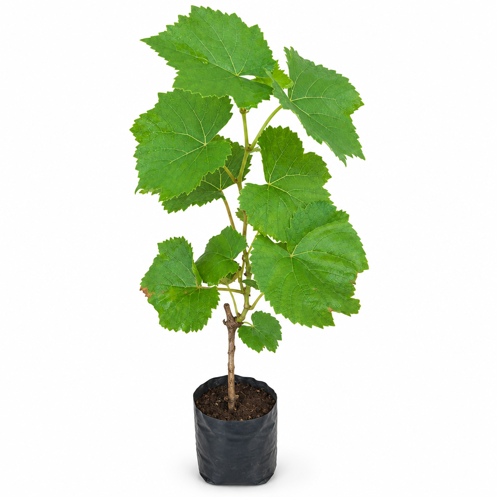 Professional Panner Grapes plant product image