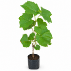Panner grapes live plant – product photo 3