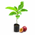 Professional Passion Fruit Plant product image