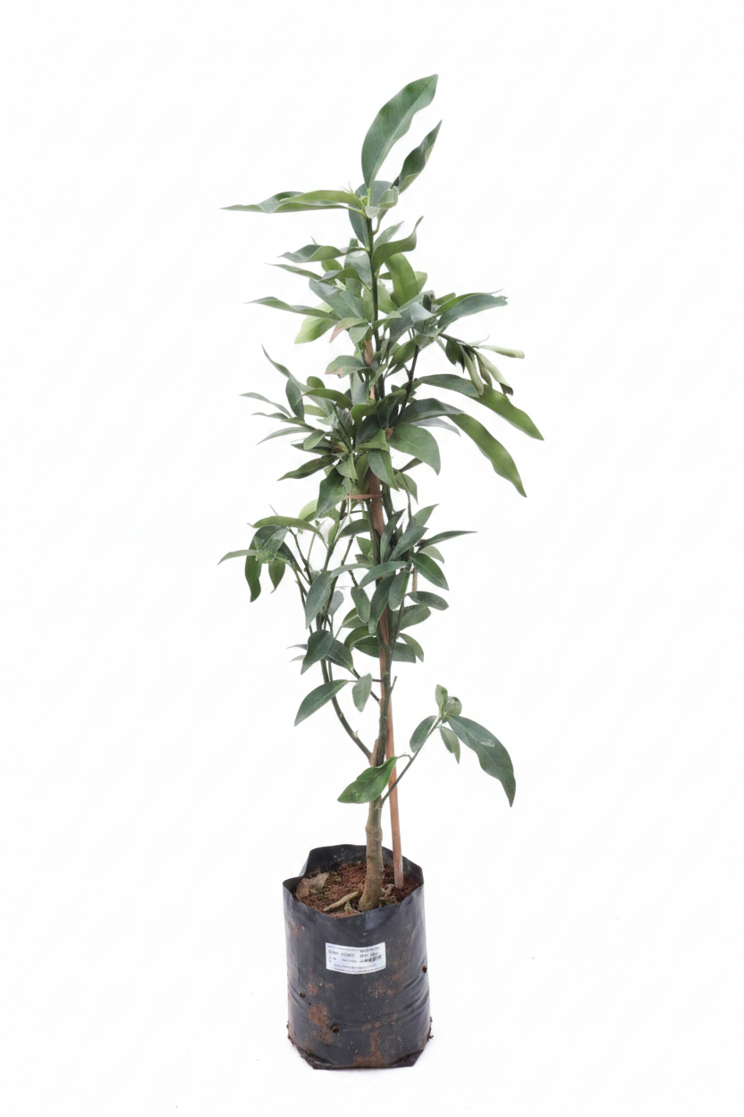Professional Plant Image