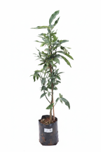 Professional Plant Image