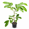 Professional Rambutan plant product image