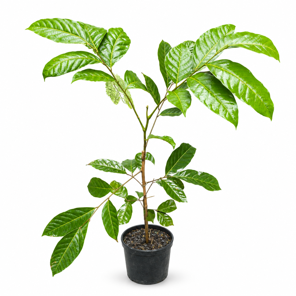 Professional Rambutan plant product image