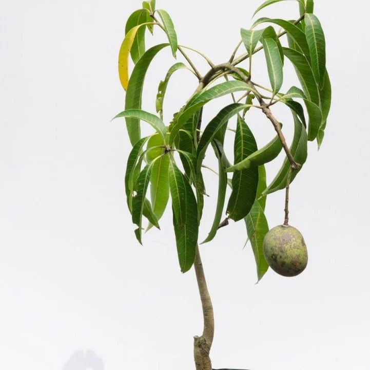 5 Variety Grafted Mango Plants Combo(Banganapalli,Himampasand,mallika,alphonsa,totapuri)  | 3–3.5 ft Live Plants
