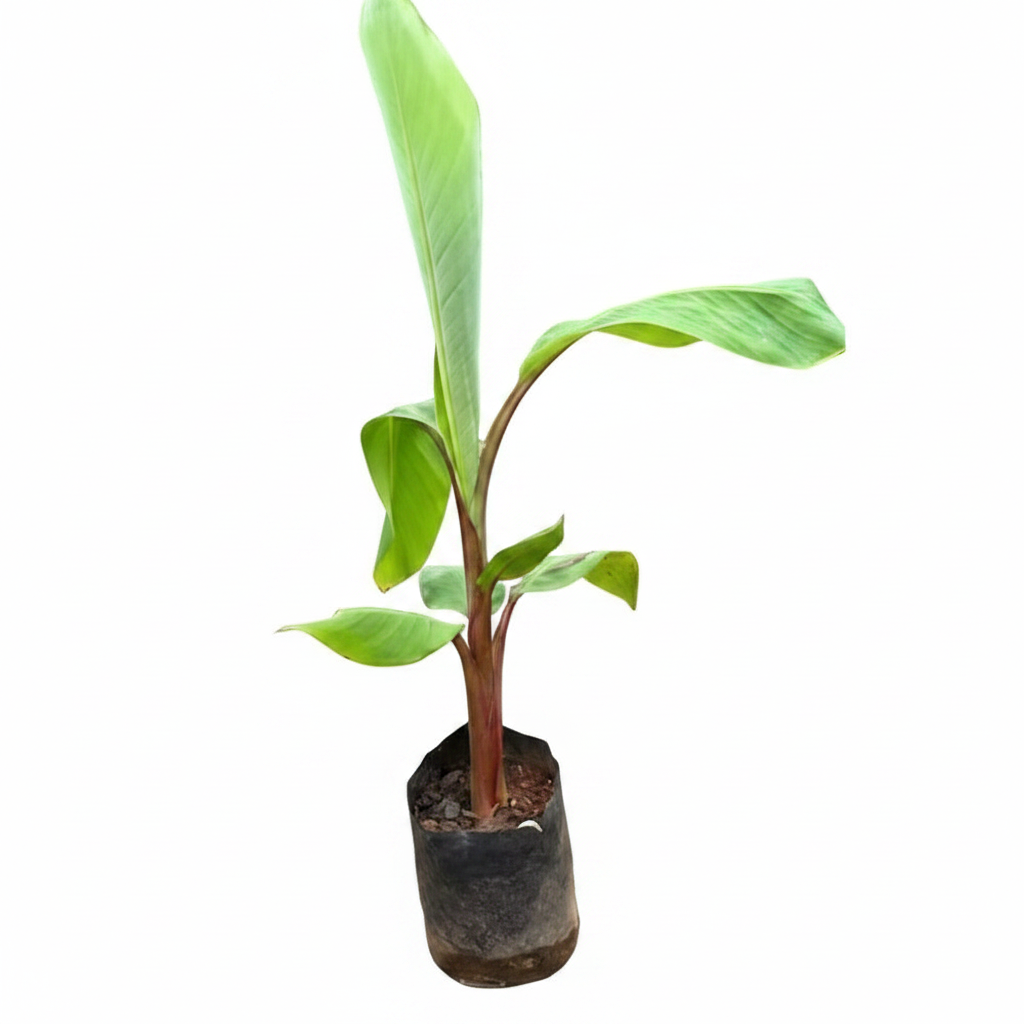 Red Banana - Front View