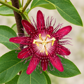 Red Krishna Kamal product image