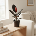 Rubber Plant Burgundy - Lifestyle