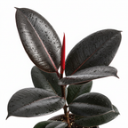 Close-up of a dark rubber plant leaf