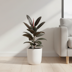 Rubber plant displayed indoors as a statement plant