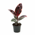 Rubber Plant Red Studio