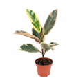 Rubber Plant Tineke Studio