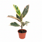 Rubber Plant Tineke Studio