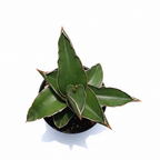 Sansevieria Samurai Dwarf snake plant on white background