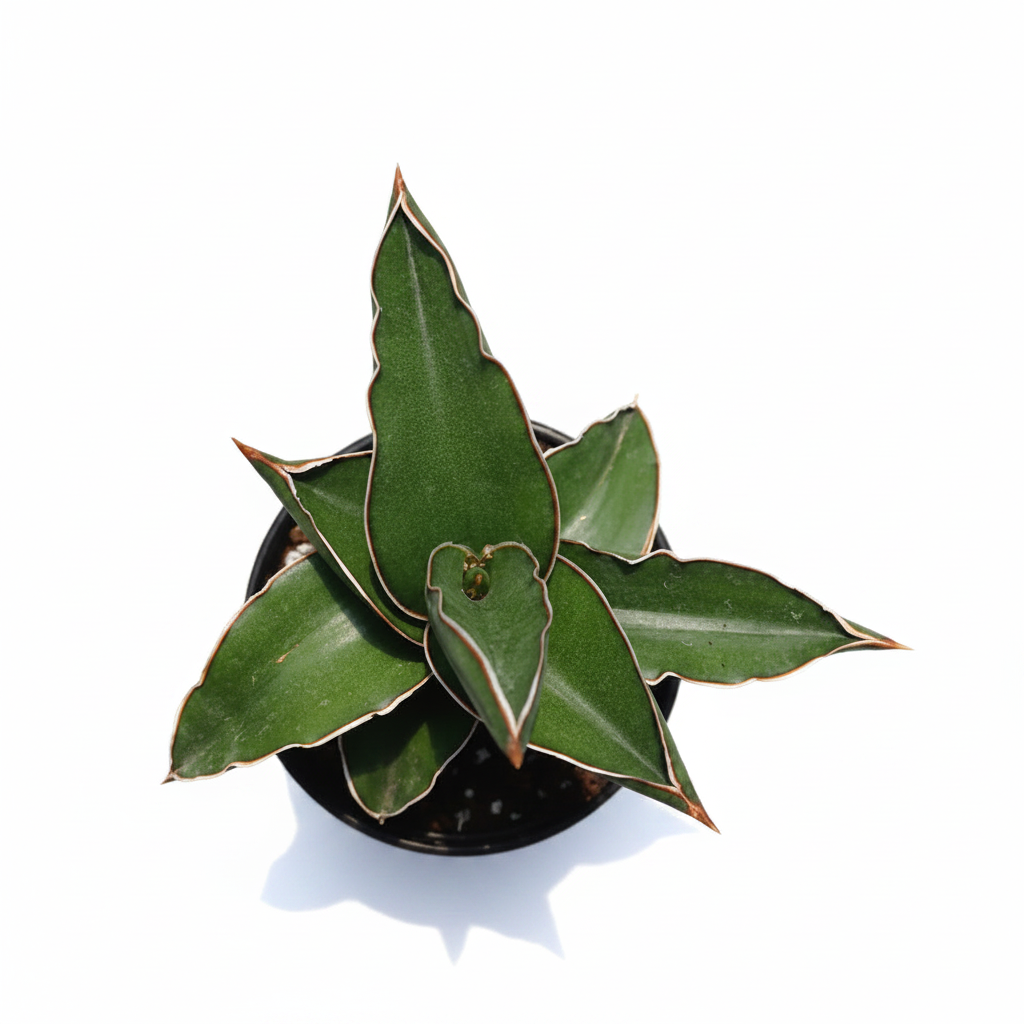 Sansevieria Samurai Dwarf White Background