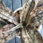 Sansevieria Kirkii Coppertone snake plant – another view