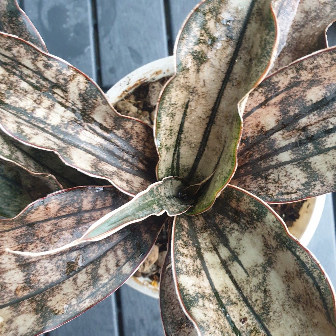 Sansevieria Kirkii Coppertone — close-up of coppery foliage