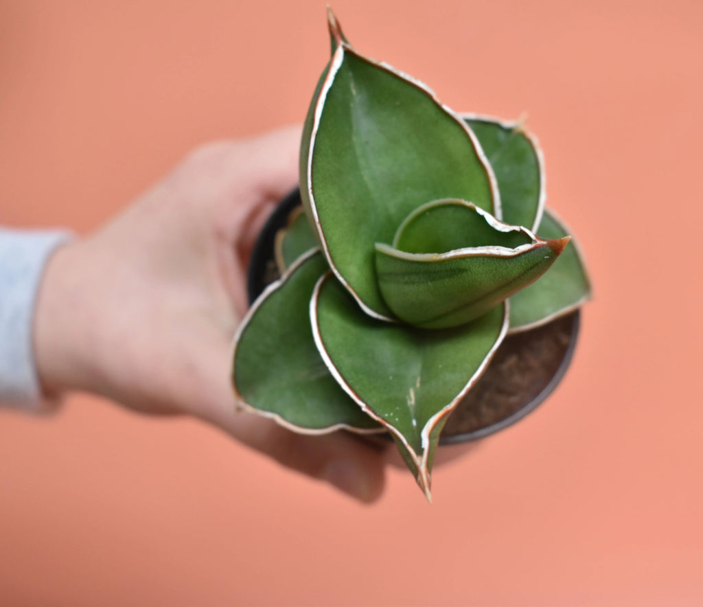 Sansevieria Ehrenbergii 'Samurai' Dwarf – Rare Snake Plant | Live Air Purifier Indoor Plant.