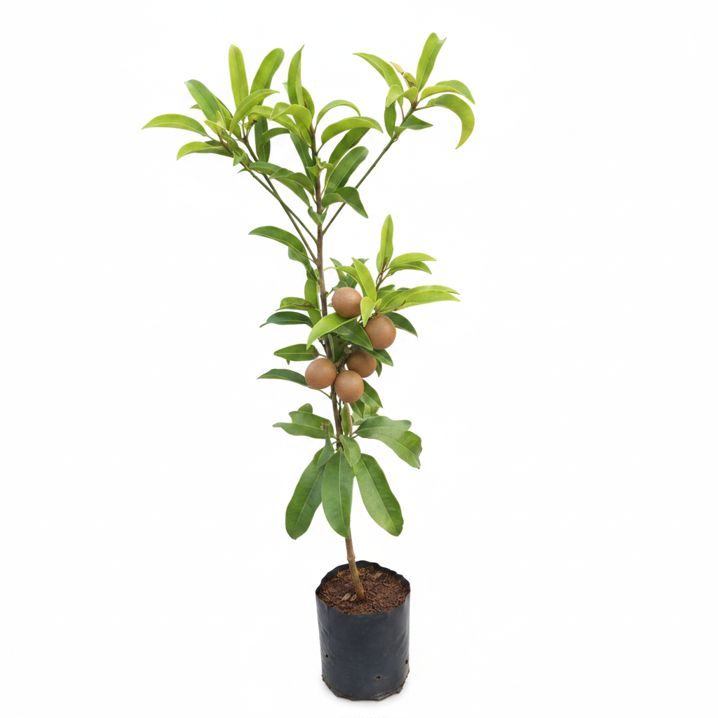 Sapota Plant Product Image