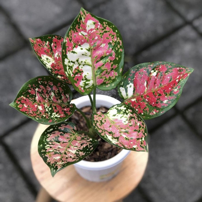 Aglaonema Pictum Tricolor — close-up of pink and green leaves