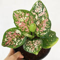 Aglaonema Pictum Tricolor–Rare Beautiful Live Air purifying Plant.