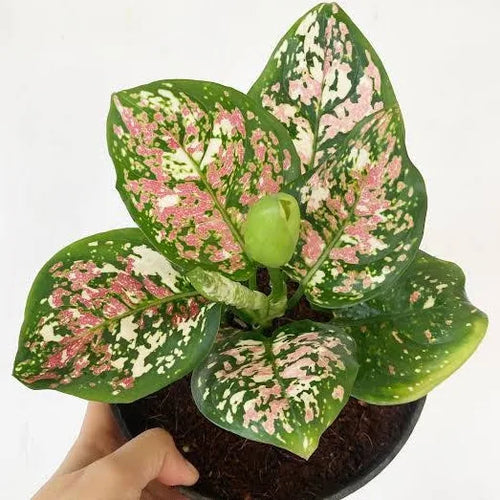 Aglaonema Pictum Tricolor–Rare Beautiful Live Air purifying Plant.