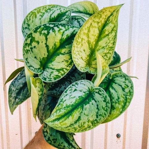 Money Plant Big Leaf Satin Silver – Live Scindapsus
