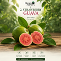 Strawberry Guava – Square Product Image