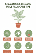 Table Palm care tips infographic