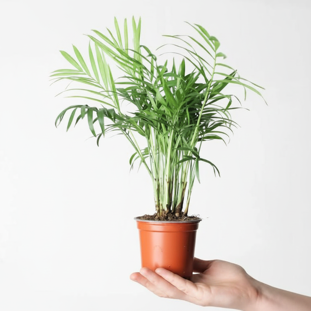 Table Palm - White Studio