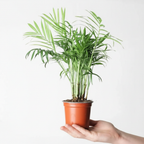 Table Palm live plant in small self-watering pot on white background, second view