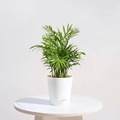 Table Palm - White Studio
