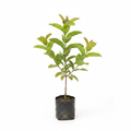 Taiwan Pink Guava Plant – Professional Product Image