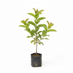 Taiwan Pink Guava Plant – Professional Product Image