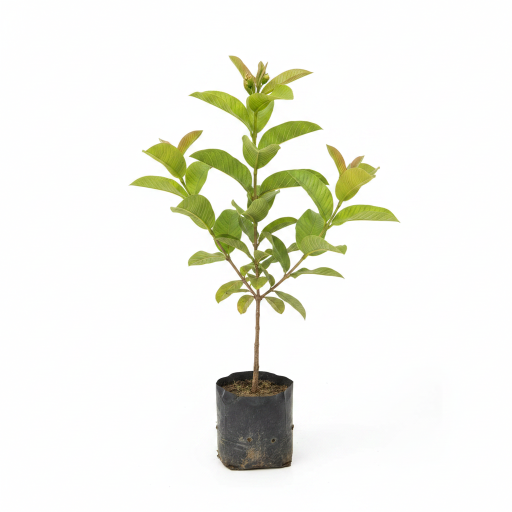 Taiwan Pink Guava Plant – Professional Product Image