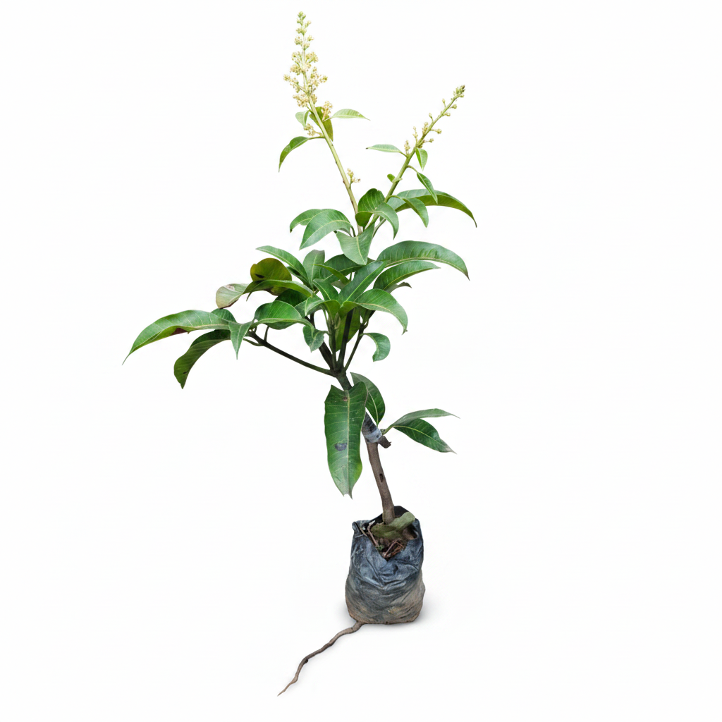 Thai Mango - Front View