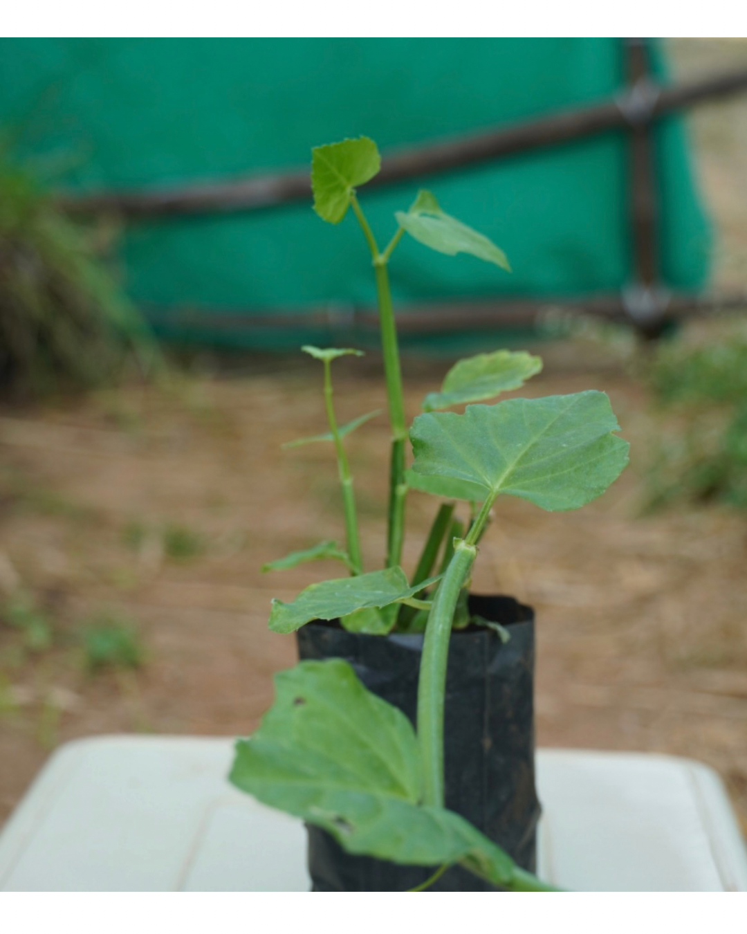 Harjog medicinal plant | Uruttu pirandai பிரண்டை | ಹಡಜೋಡ್ | నల్లేరు | हड़जोड़