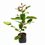Red water apple (Jambu Air) fruit plant – side view