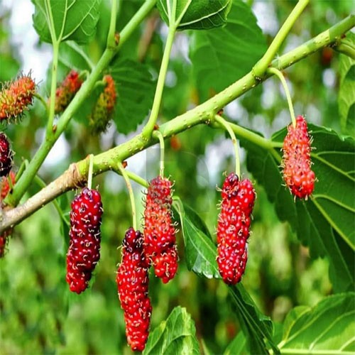 Mulberry Fruit Plant – Live Shahtoot Plant