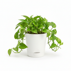 White matte 4 inch self watering pot with a plant