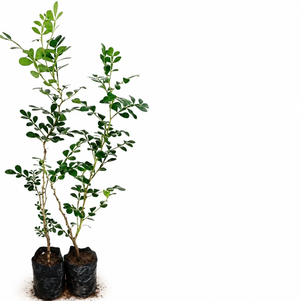 Wood apple saplings product image