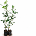 Wood apple saplings product image