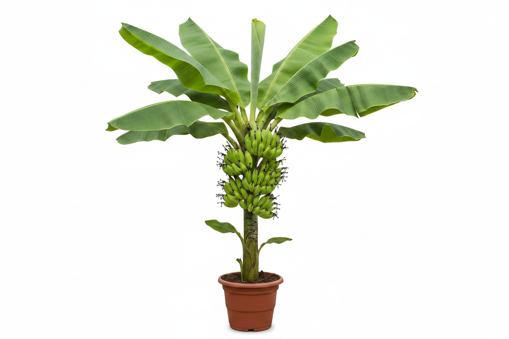 Yelakki Banana Plant