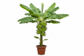 Yelakki Banana Plant