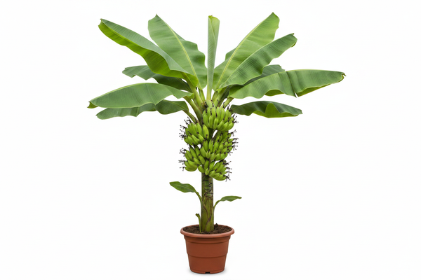 Yelakki Banana Plant